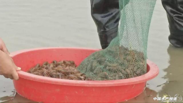 大棚温室养殖小龙虾，四季都有上市，亩产最高800斤
