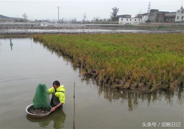 稻田养泥鳅 是创新还是劳命伤农