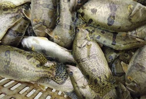 推进配合饲料替代饵料鱼，浅谈鳜鱼养殖的新趋势以及相关解决办法