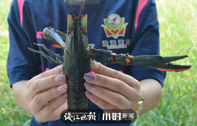 比小龙虾大2-3倍，出肉率还是它的2.5倍，本塘澳洲淡水龙虾旺季来袭