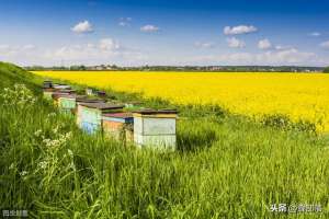 蜜蜂养殖方案(蜜蜂养殖，如何让蜂群长久强盛？做到这4点，蜂群强盛很简单)