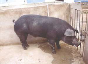 豫南黑猪养殖厂(豫南黑猪)