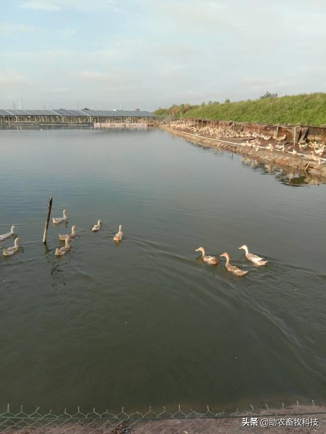 钦州市王老板采用微生物技术轻松解决海鸭养殖水域黑臭问题效益高