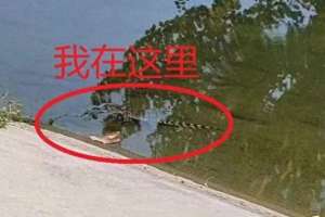 北京鳄鱼养殖场(北京望京一河里惊现鳄鱼警方：已捕获，疑是人为放生)