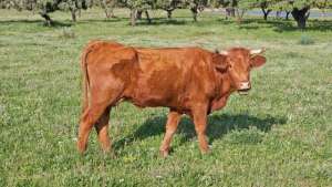 规模化肉牛养殖(从牛类养殖业规模化来看，有什么现存问题和应对策略？)
