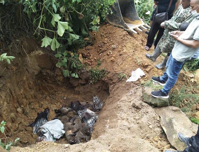 陆生野生动物养殖场有序退出 四川荣县无害化处理148只果子狸6头豪猪