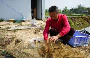 南充龙虾养殖(走马：龙虾养殖为200余村民提供“就业岗位”)