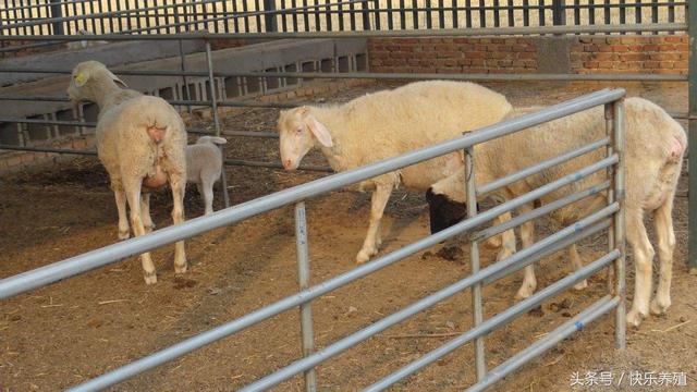 养羊的7个基本常识，一窍不通的养殖户请看！