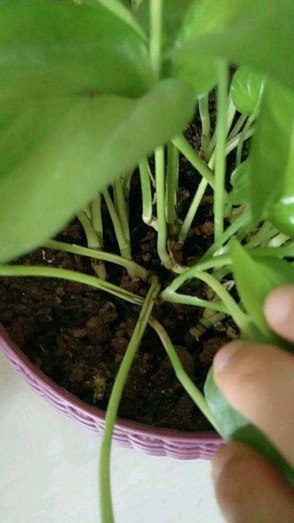 养绿萝很容易，注意温度、光照和施肥，气生根蹭蹭冒，爬藤2米长