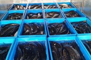 致富经养殖乌鱼视频(年收入900多万元江苏男子自创方法巧养黑鱼，一亩塘净赚4、5万)