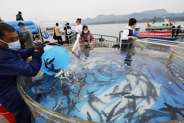 中华鲟现身上海！38年放生700万尾，中华鲟为啥还没有鱼满为患？