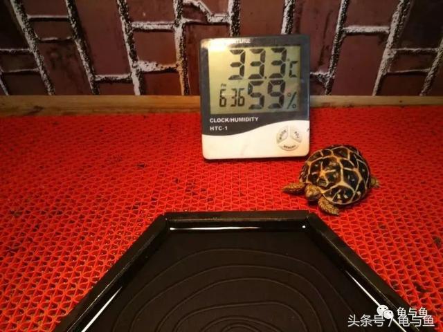 「8+25」陆龟饲养快速入门