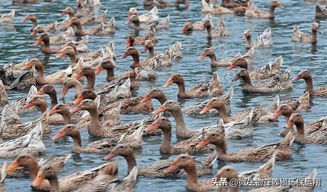 广西北海市、钦州市的海鸭养殖运用微生物技术解决污染问题效果好