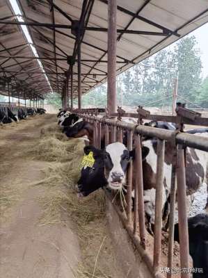 北京奶牛养殖场电话(在北京北六环里，有个宝藏奶牛场，体验农场生活好去处)