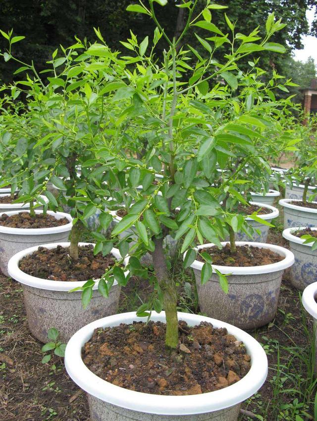 盆栽枣树养殖方法