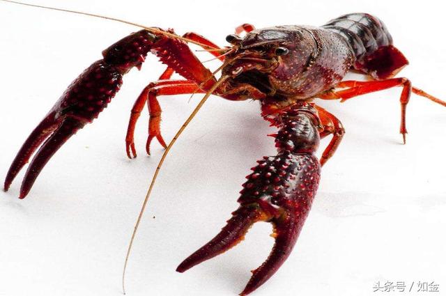 最受吃货喜欢的食物，如果用淡水养殖龙虾要怎么做？