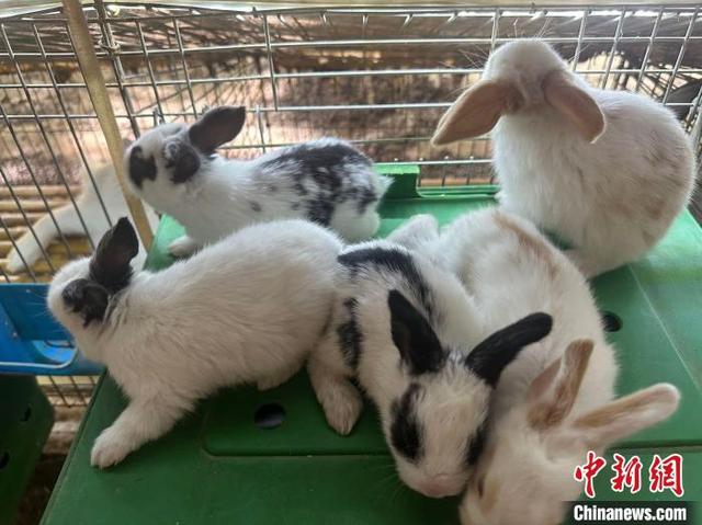 新疆和田：兔子特色养殖助农增收势头强