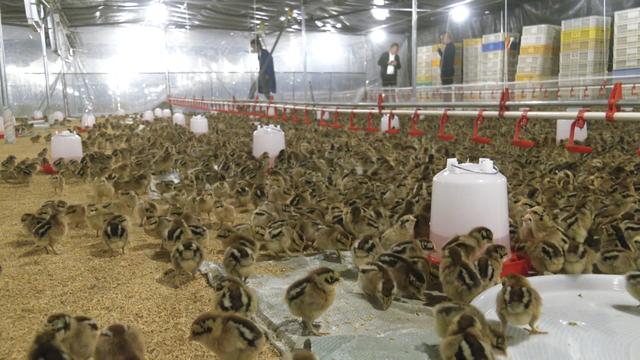 东西部协作再添新成果，广安区花桥镇生态肉鸡养殖场投入使用