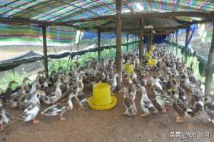 白鸭养殖技术(农村养鸭子有技巧，鸭子要养的又大又肥，注意这几点是关键)
