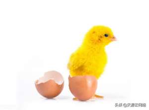 蛋鸡养殖制度(蛋鸡饲养很简单？史上最全蛋鸡饲养指南手册，照着做就对了)