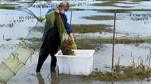 “你们管得也太宽了！”安徽一农民捕捞二两河虾，被判刑1个月