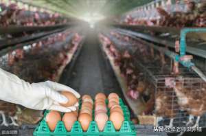蛋鸡养殖技术资料(蛋鸡的养殖技术与管理要点)