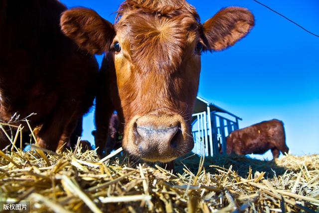 肥牛养殖，养殖户掌握好以下几项关键技术，有效的提升经济效益