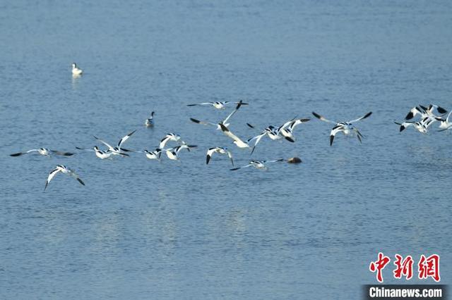大量候鸟飞抵江西进贤马咀湖栖息、觅食