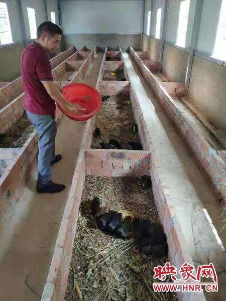 光山凉亭乡：豚鼠养殖 成就返乡创业梦
