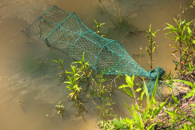 龙虾养殖，池塘的水位该如何控制才合适？