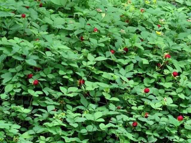 蛇莓就是野草莓吗，在家养殖的话，需要注意什么
