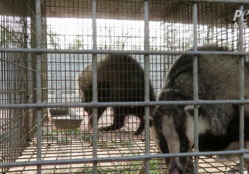 动物组织揭露人工饲养的獾在中国农场被残忍杀害，呼吁少使用獾毛