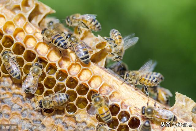 一箱中蜂，如何养殖才能复壮？这2个条件才是重点，附后期管理