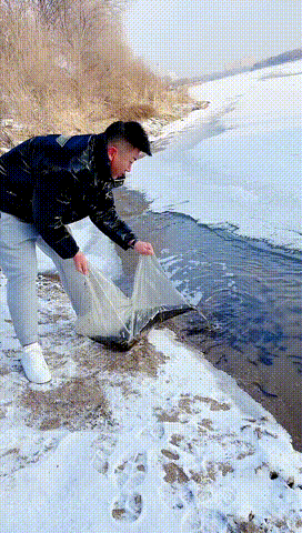 冰天雪地放生泥鳅，违背自然的迷惑脑回路，究竟是什么让他这么做