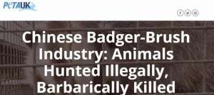 獾子能养殖吗(动物组织揭露人工饲养的獾在中国农场被残忍杀害，呼吁少使用獾毛)