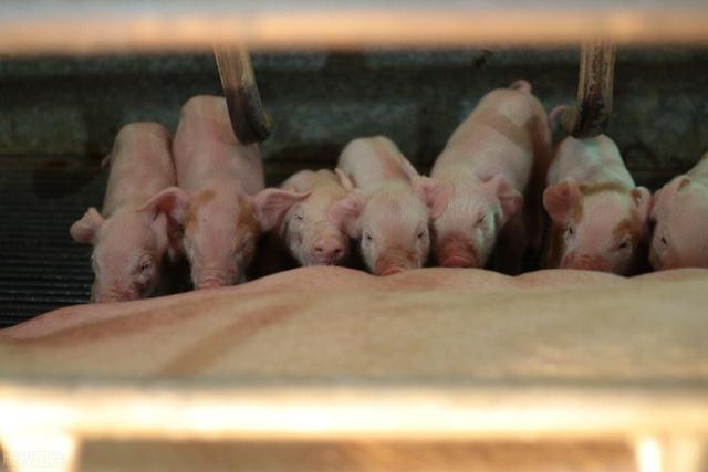 合作社模式养猪的5大优势，非常适合家庭、小户参与