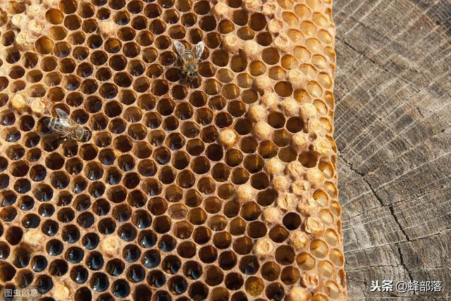 蜜蜂养殖，怎样选择养蜂用具？选择好了，养蜂事半功倍