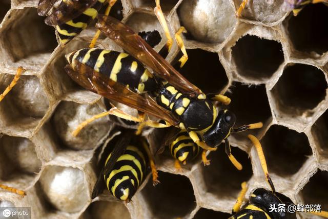驯养野生胡蜂能不能赚钱？老蜂农：养殖胡蜂更有前途