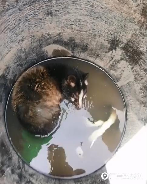 “三有”濒危野生鼬獾闯农户田间偷水喝，掉入水缸出不来