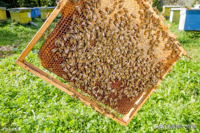 叶建新坚持生态养殖蜜蜂，土蜂蜜网络销售打开销路，收益高