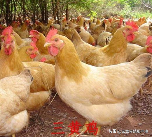 三黄鸡的饲养管理，育雏到出栏，学会这样养殖更轻松