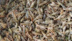 小龙虾养殖虾苗(7月小龙虾养殖，如何投放虾苗成活率高？)