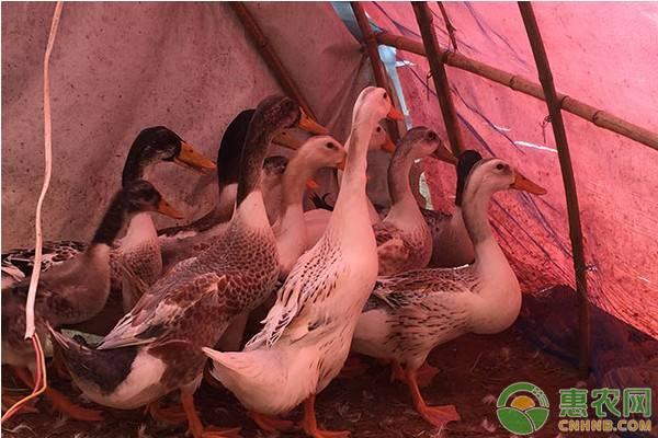 鸭子如何做好养殖？鸭子日常管理有哪些技巧？
