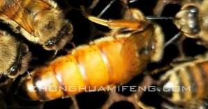 蜜蜂养殖管理与生产大全(蜜蜂养殖管理技术探析)