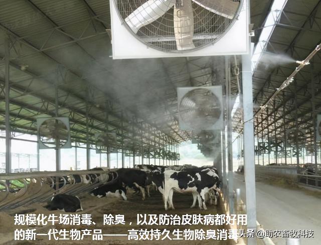 养殖场臭味氨气大，快用高效持久生物除臭消毒剂效果好、成本低