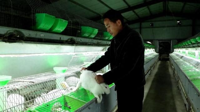 淮滨肉兔养殖有“钱”途，年销售额达1000万