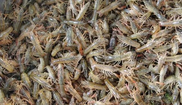 7月小龙虾养殖，如何投放虾苗成活率高？
