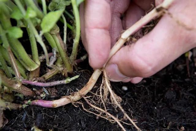 薄荷特容易繁殖，水培和土培扦插教程，做好两点，常年都生长旺盛