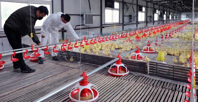 黑龙江：普阳农场大鹅养殖辟开增收致富路