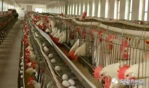 蛋鸡养殖行业(进入2023年他们这样分析蛋鸡产业形势)